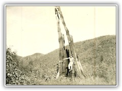 A stump left from the 1910 fire which burned a 50-75 mi. path from the state of Washington all the way across Idaho to the western edge of Montana.