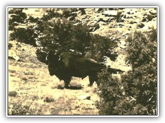 Big old fellow, all alone . Probably looking for mama buffalo.