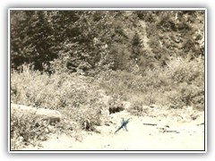 Black Bear running away from camera. (near the X)