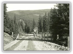Cattle crossing at the entranceof the park