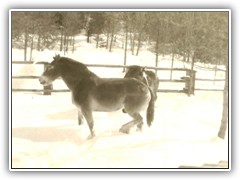 Our alternative to hand power. They really could handle some loads.