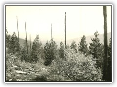 Second growth trees after forest fire, trunks of burned pines still stand.