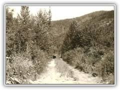 Some Highway near camp. A bear is ambling along probably heading for the garbage dump.