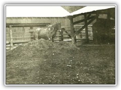 The old corral. One of our work team.