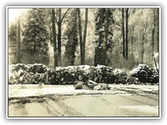 Wood pile for our barracks stoves